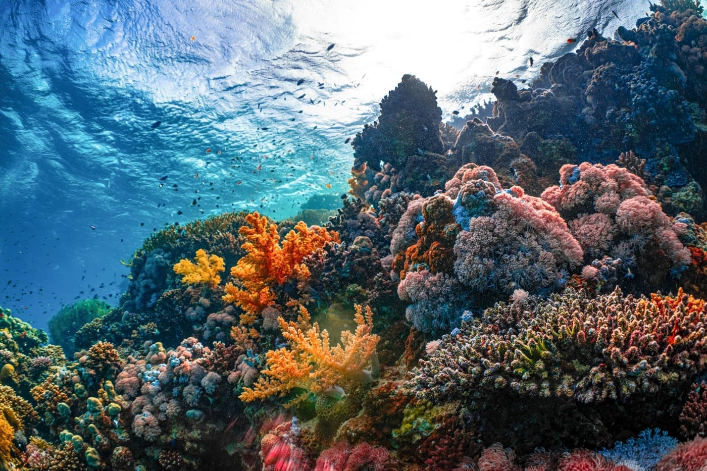 A colourful coral reef in sunlit shallow water